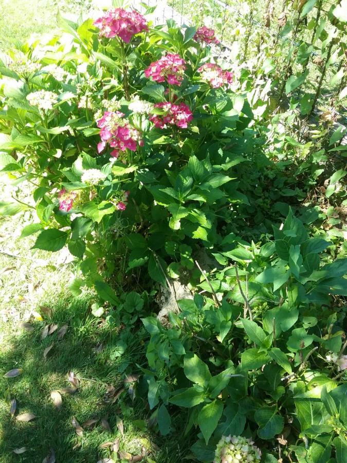 B&B Au Jardin Fleuri Marche-en-Famenne Exteriör bild