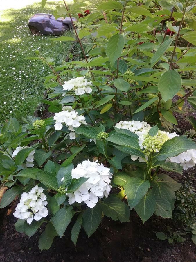 B&B Au Jardin Fleuri Marche-en-Famenne Exteriör bild